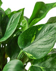 Pothos 'Golden' - Planty Love Co