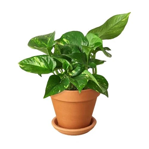 Pothos &#39;Golden&#39; - Planty Love Co