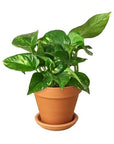 Pothos 'Golden' - Planty Love Co