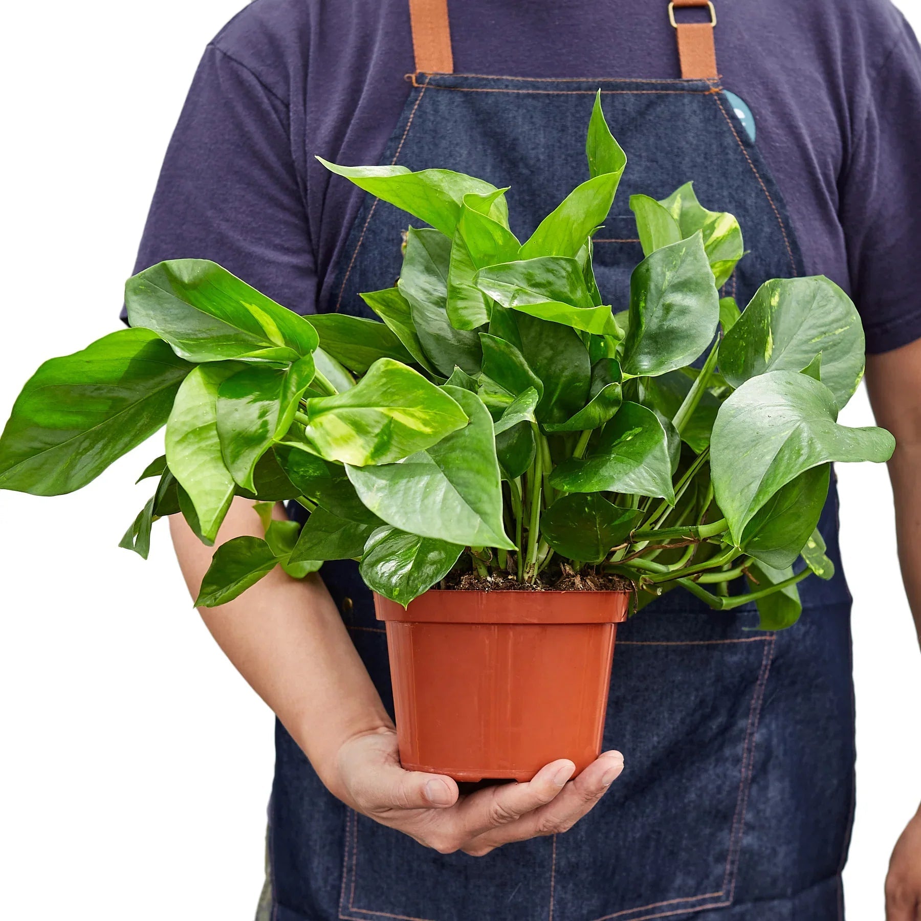 Pothos 'Golden' - Planty Love Co