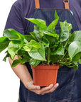 Pothos 'Golden' - Planty Love Co