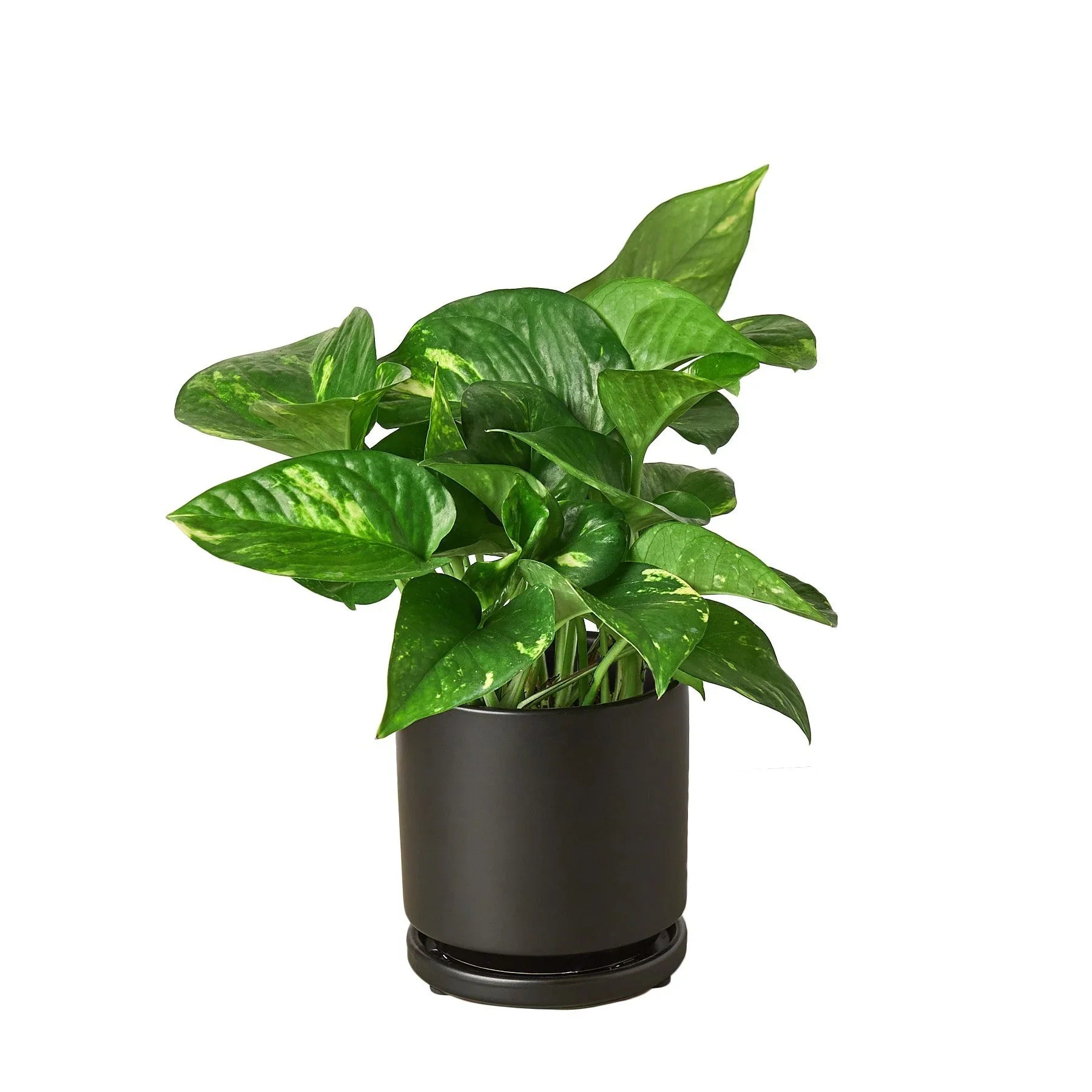 Pothos &#39;Golden&#39; - Planty Love Co