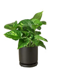 Pothos 'Golden' - Planty Love Co