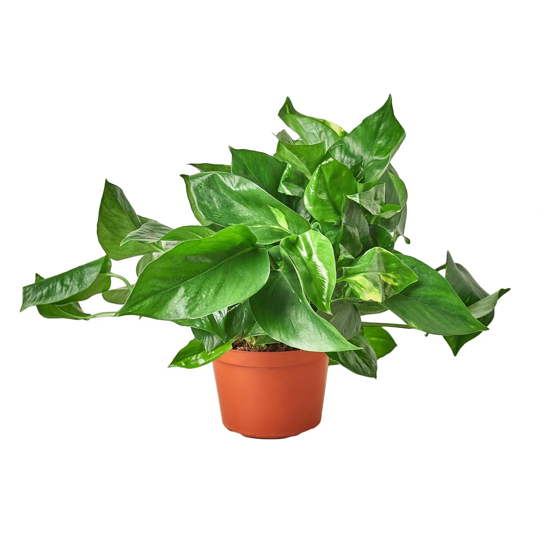 Pothos 'Golden' - Planty Love Co