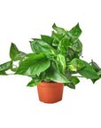 Pothos 'Golden' - Planty Love Co