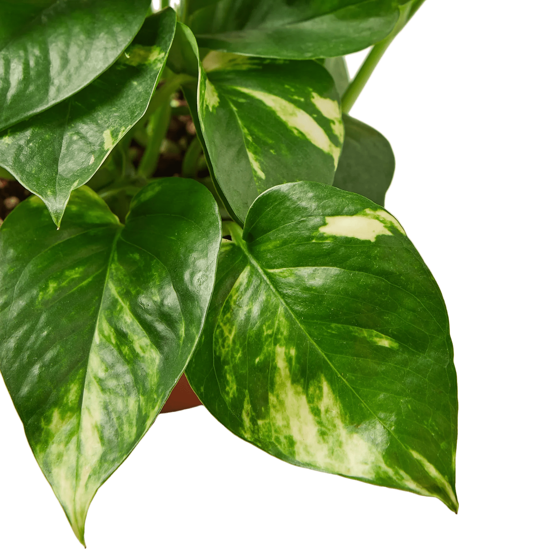 Pothos 'Golden' - Planty Love Co