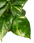 Pothos 'Golden' - Planty Love Co