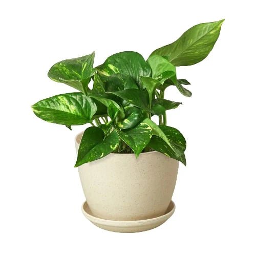 Pothos &#39;Golden&#39; - Planty Love Co