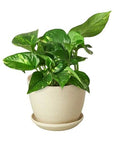 Pothos 'Golden' - Planty Love Co