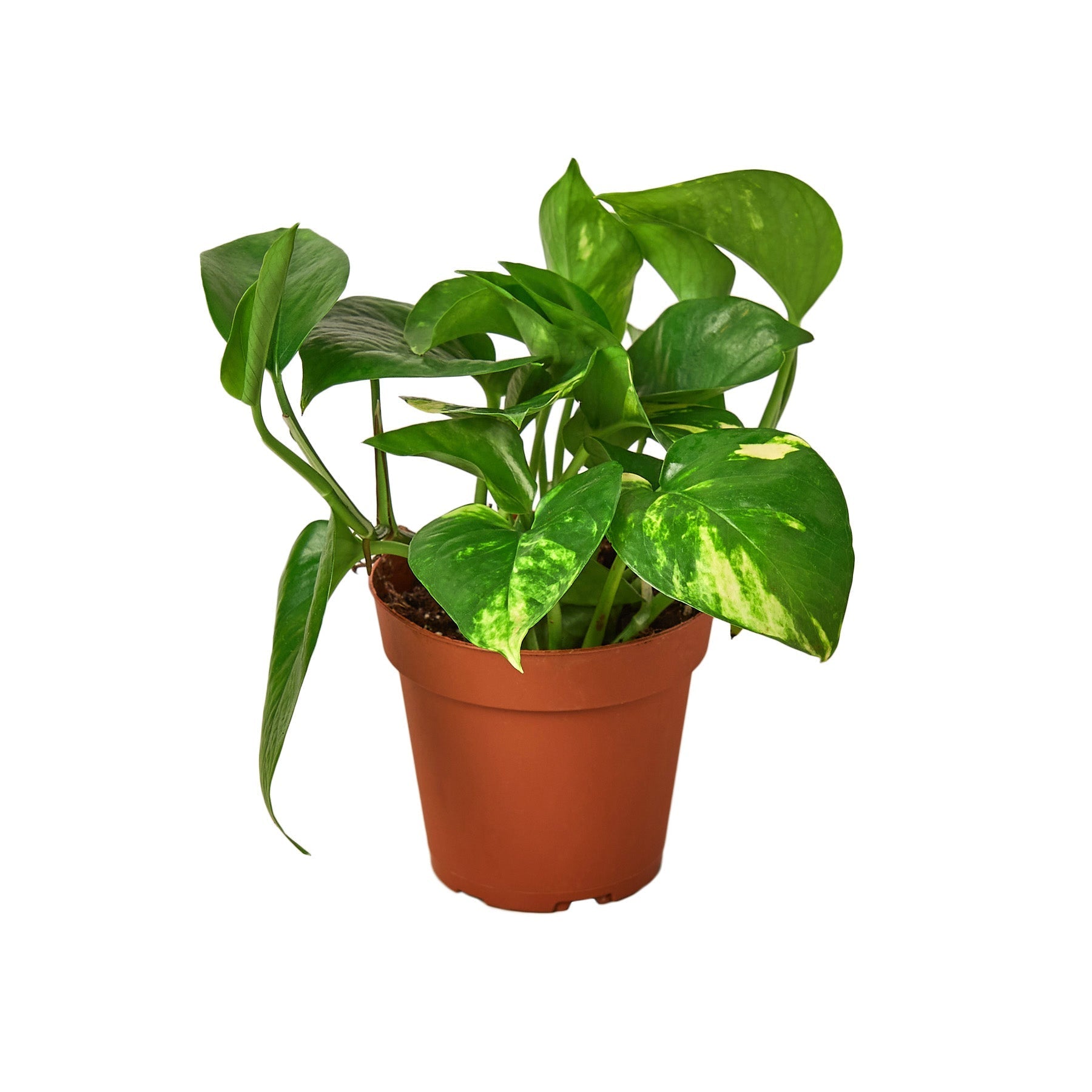 Pothos 'Golden' - Planty Love Co