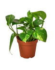 Pothos 'Golden' - Planty Love Co