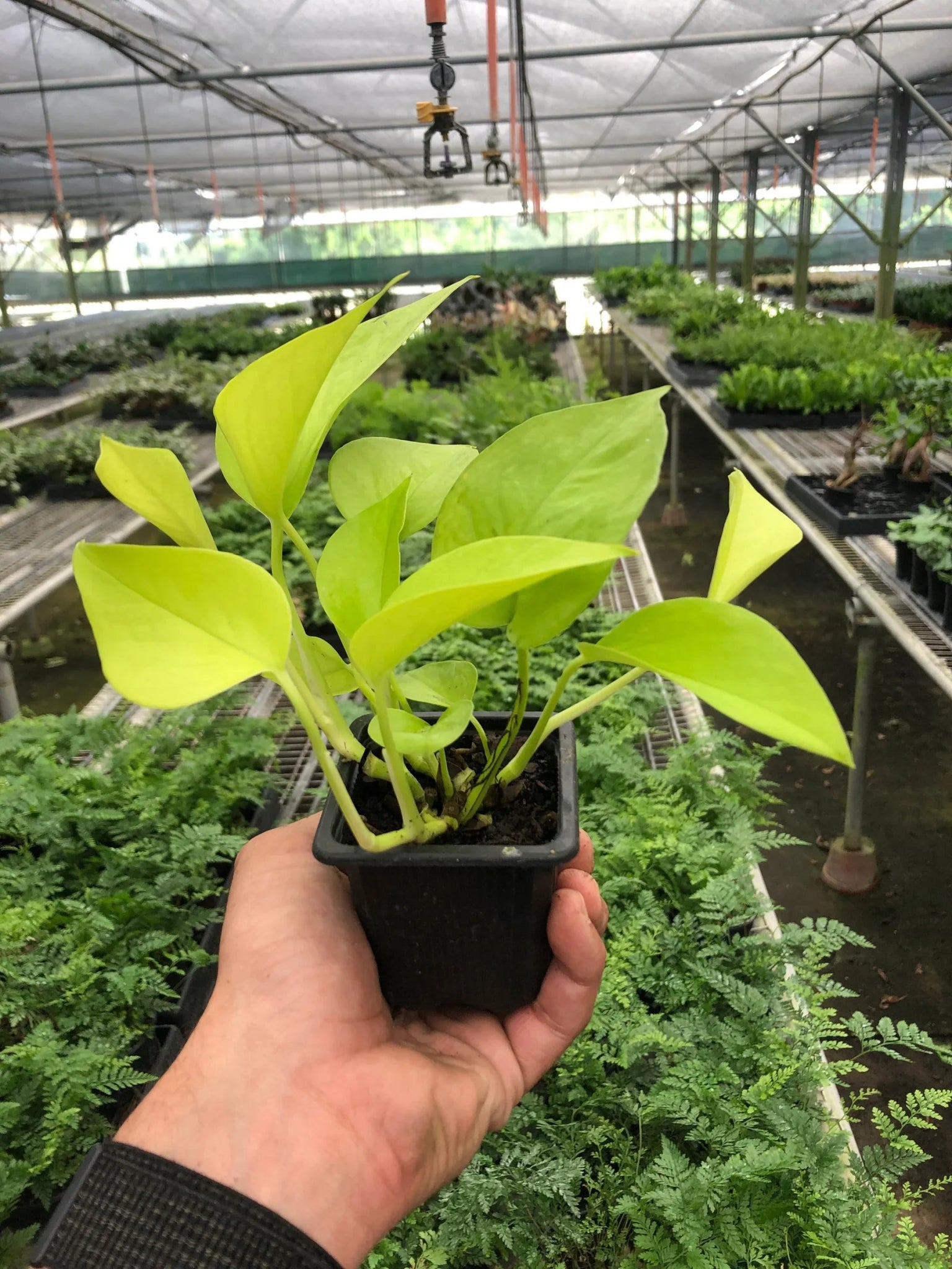 Pothos 'Neon' - Planty Love Co