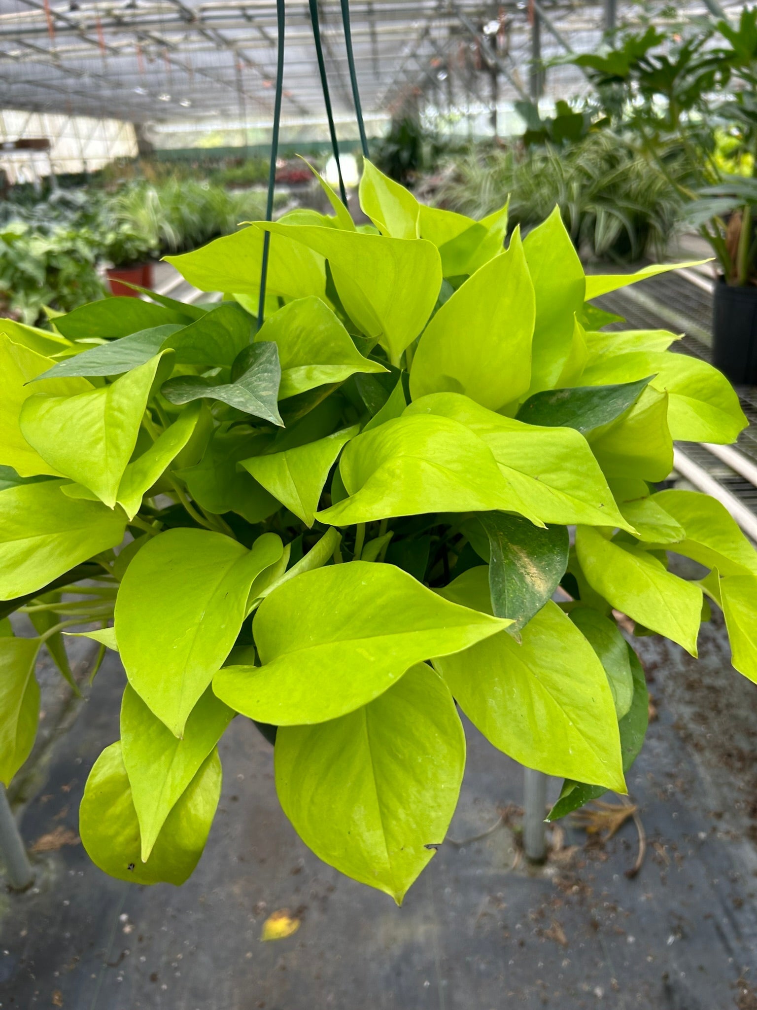 Pothos 'Neon' - Planty Love Co