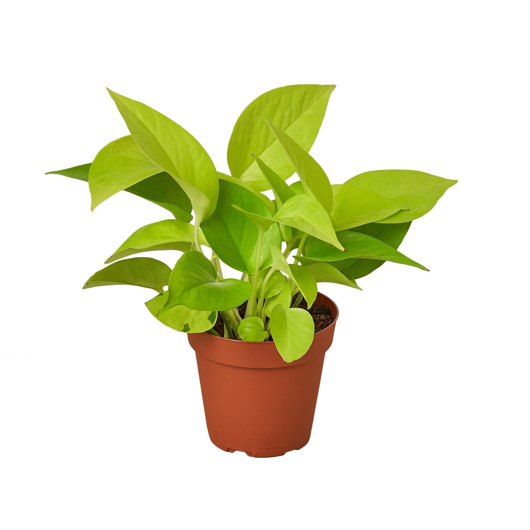 Pothos 'Neon' - Planty Love Co