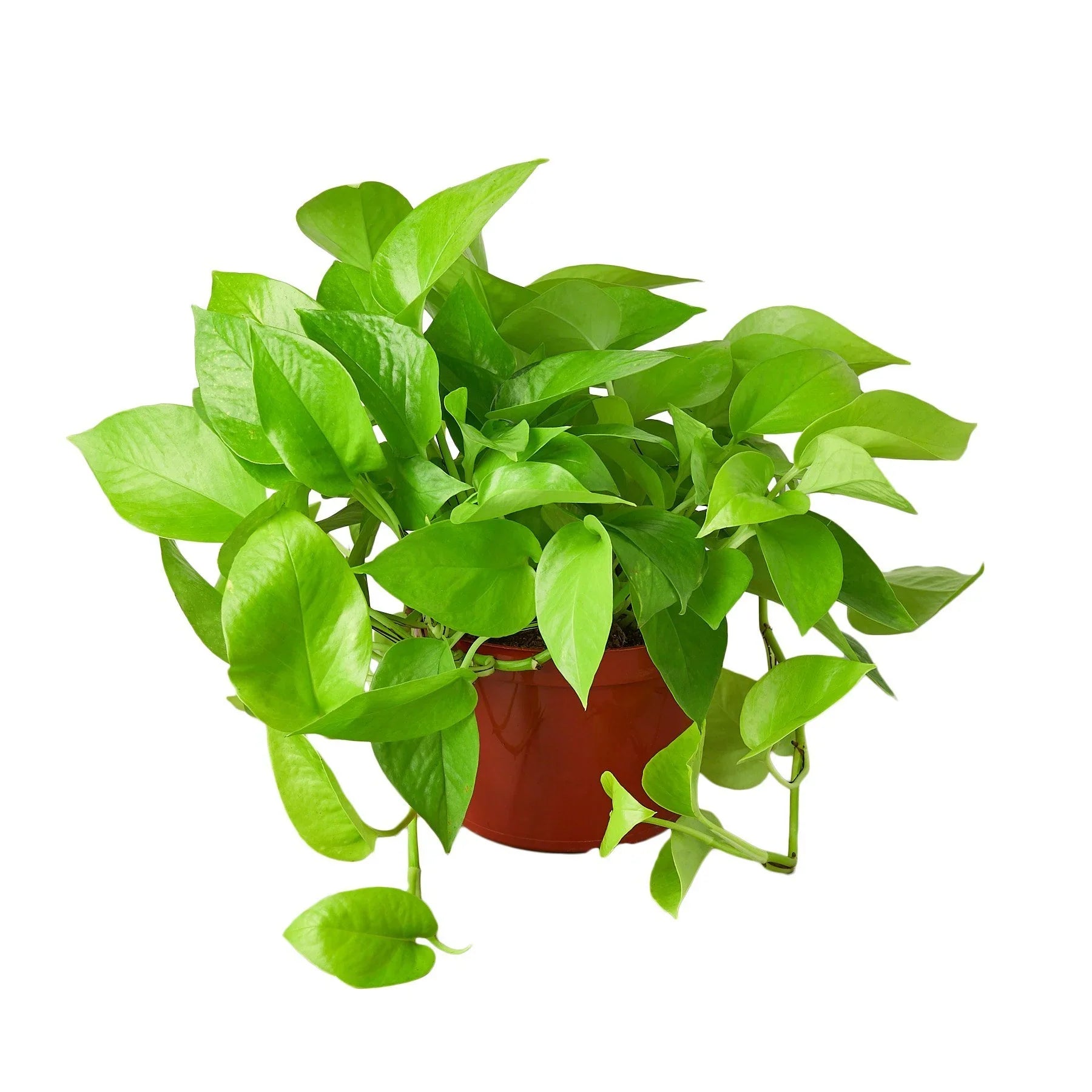 Pothos 'Neon' - Planty Love Co