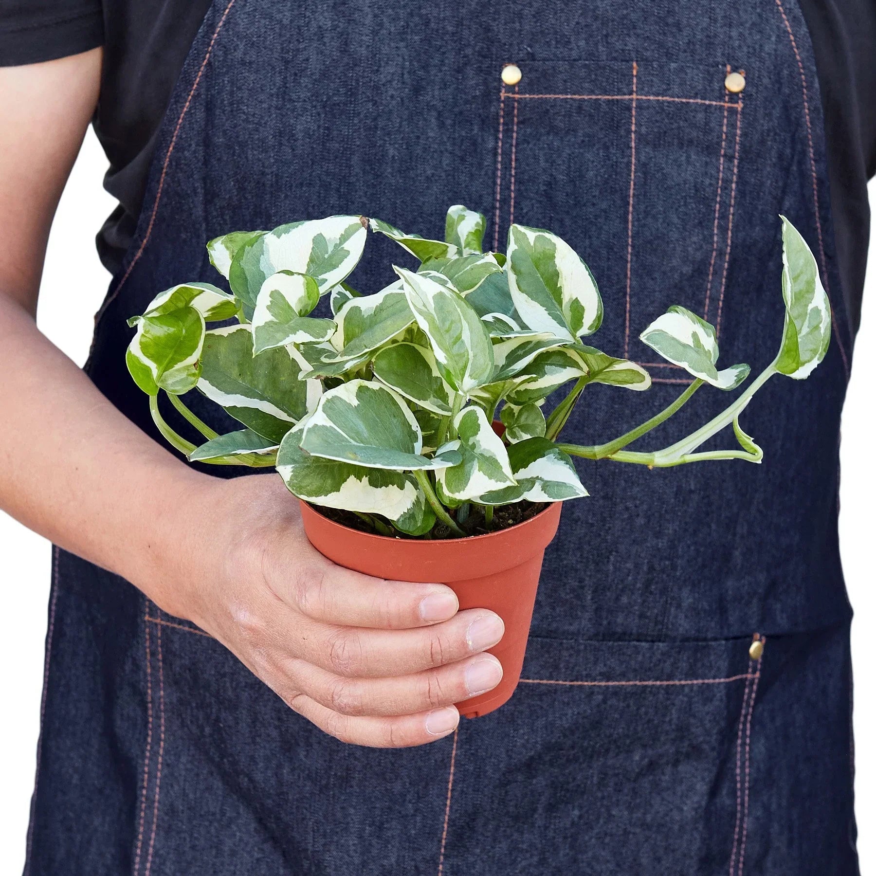 Pothos 'N'Joy' Live Indoor Plant (Epipremnum aureum), Easy Care Trailing Houseplant for Home and Office Decor - Planty Love Co