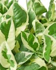 Pothos NJoy (Epipremnum aureum)
