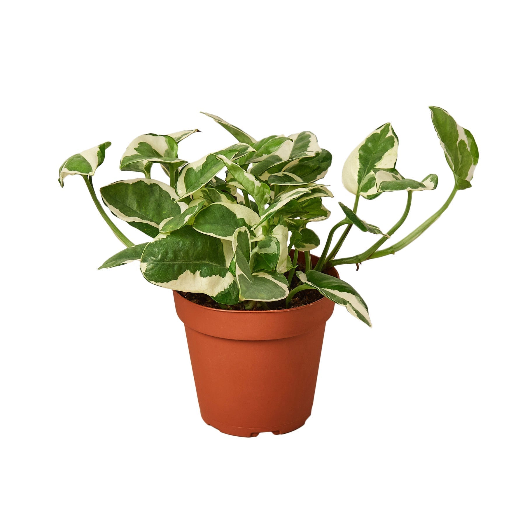 Pothos 'N'Joy' Live Indoor Plant (Epipremnum aureum), Easy Care Trailing Houseplant for Home and Office Decor - Planty Love Co