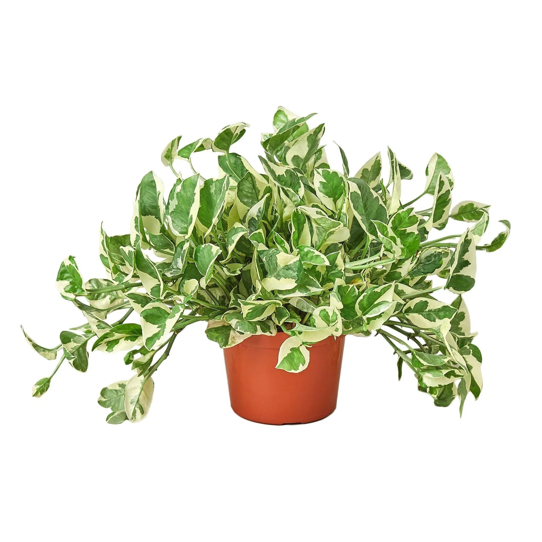 Pothos 'N'Joy' Live Indoor Plant (Epipremnum aureum), Easy Care Trailing Houseplant for Home and Office Decor - Planty Love Co