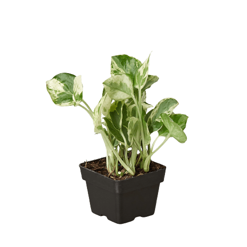 Pothos 'N'Joy' Live Indoor Plant (Epipremnum aureum), Easy Care Trailing Houseplant for Home and Office Decor - Planty Love Co