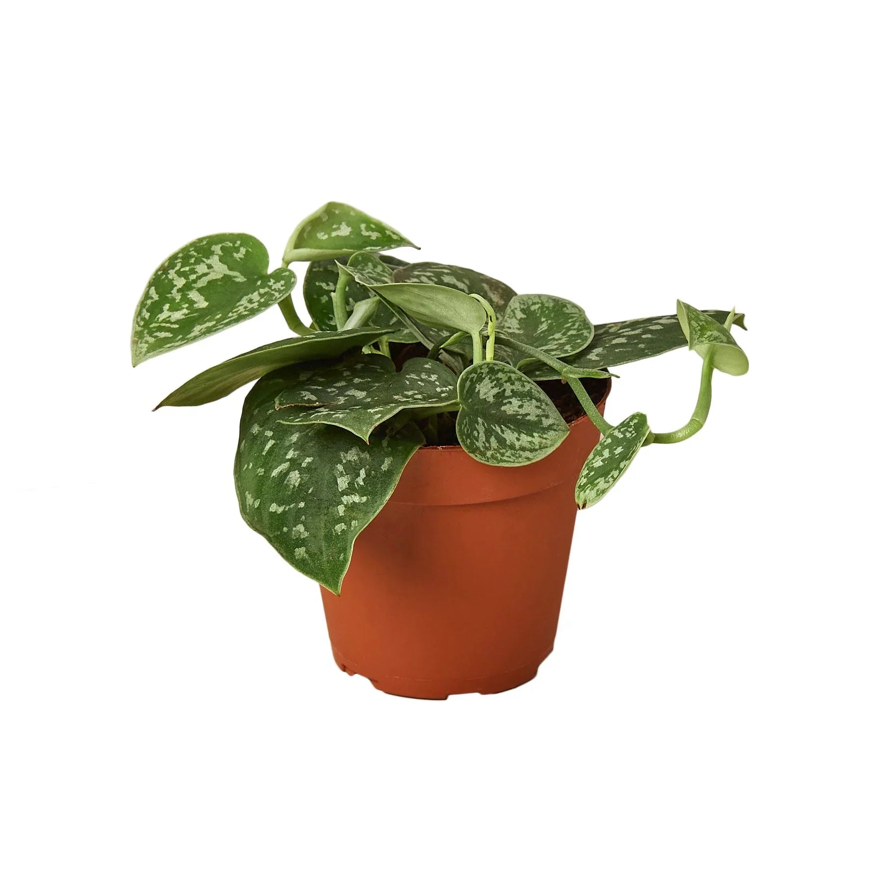 Pothos 'Satin' - Planty Love Co