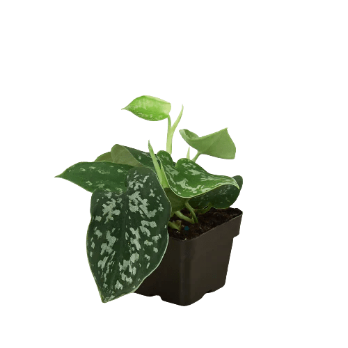 Pothos 'Satin' - Planty Love Co