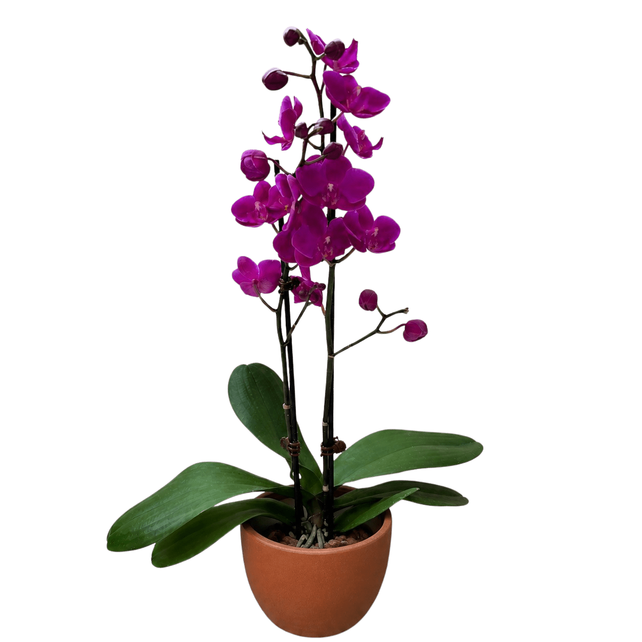 Purple Phalaenopsis Orchid Live Indoor Plant (Phalaenopsis), Easy Care Blooming Houseplant for Home and Office Decor - Planty Love Co