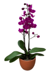 Purple Phalaenopsis Orchid (Phalaenopsis)