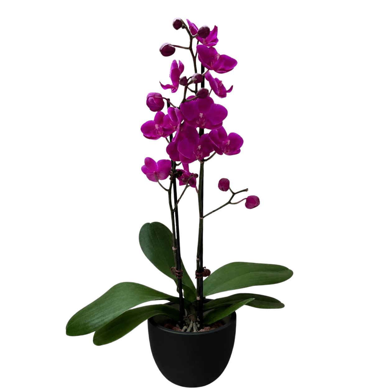 Purple Phalaenopsis Orchid Live Indoor Plant (Phalaenopsis), Easy Care Blooming Houseplant for Home and Office Decor - Planty Love Co
