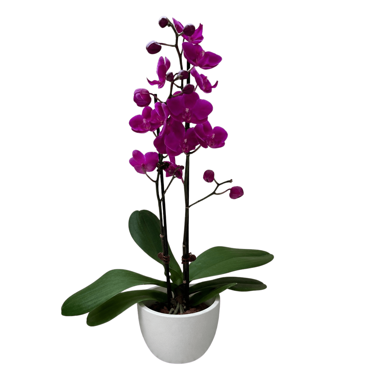 Purple Phalaenopsis Orchid Live Indoor Plant (Phalaenopsis), Easy Care Blooming Houseplant for Home and Office Decor - Planty Love Co