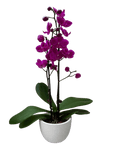 Purple Phalaenopsis Orchid (Phalaenopsis)