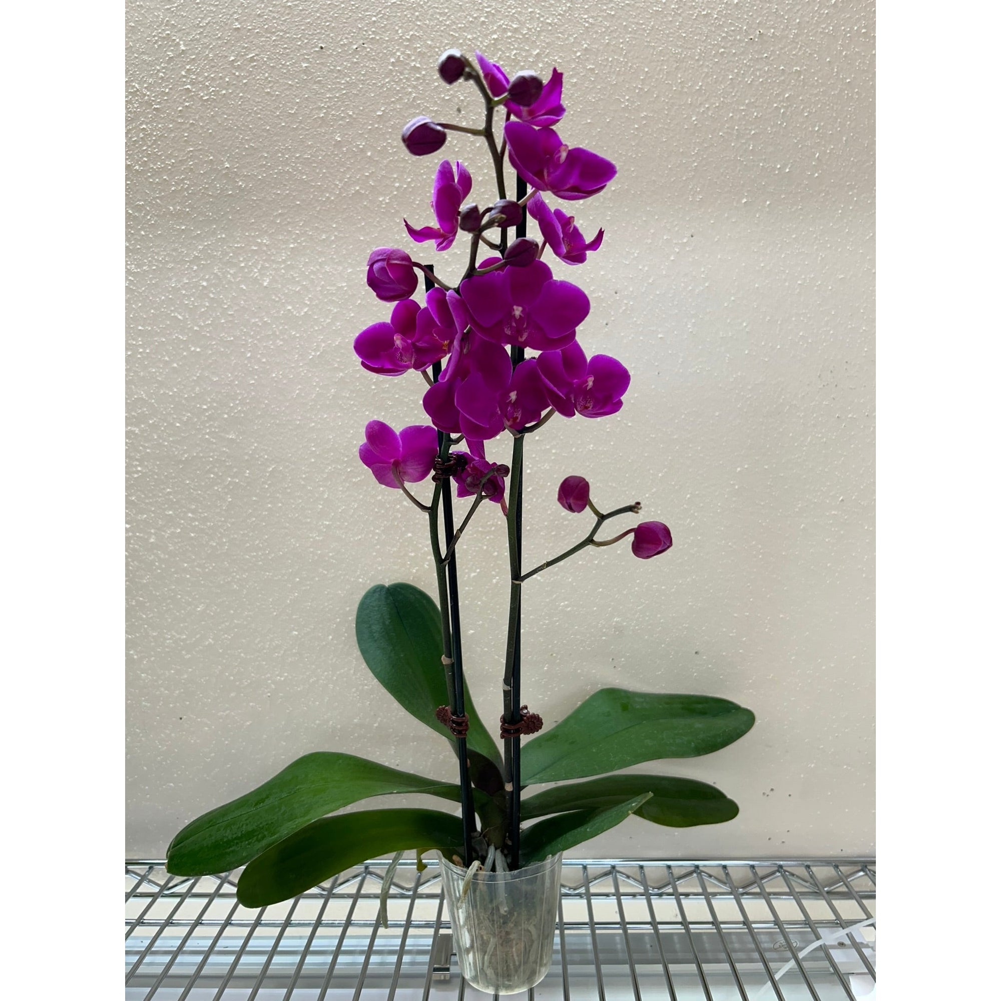 Purple Phalaenopsis Orchid Live Indoor Plant (Phalaenopsis), Easy Care Blooming Houseplant for Home and Office Decor - Planty Love Co