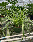 Reverse Spider Plant (Chlorophytum comosum)