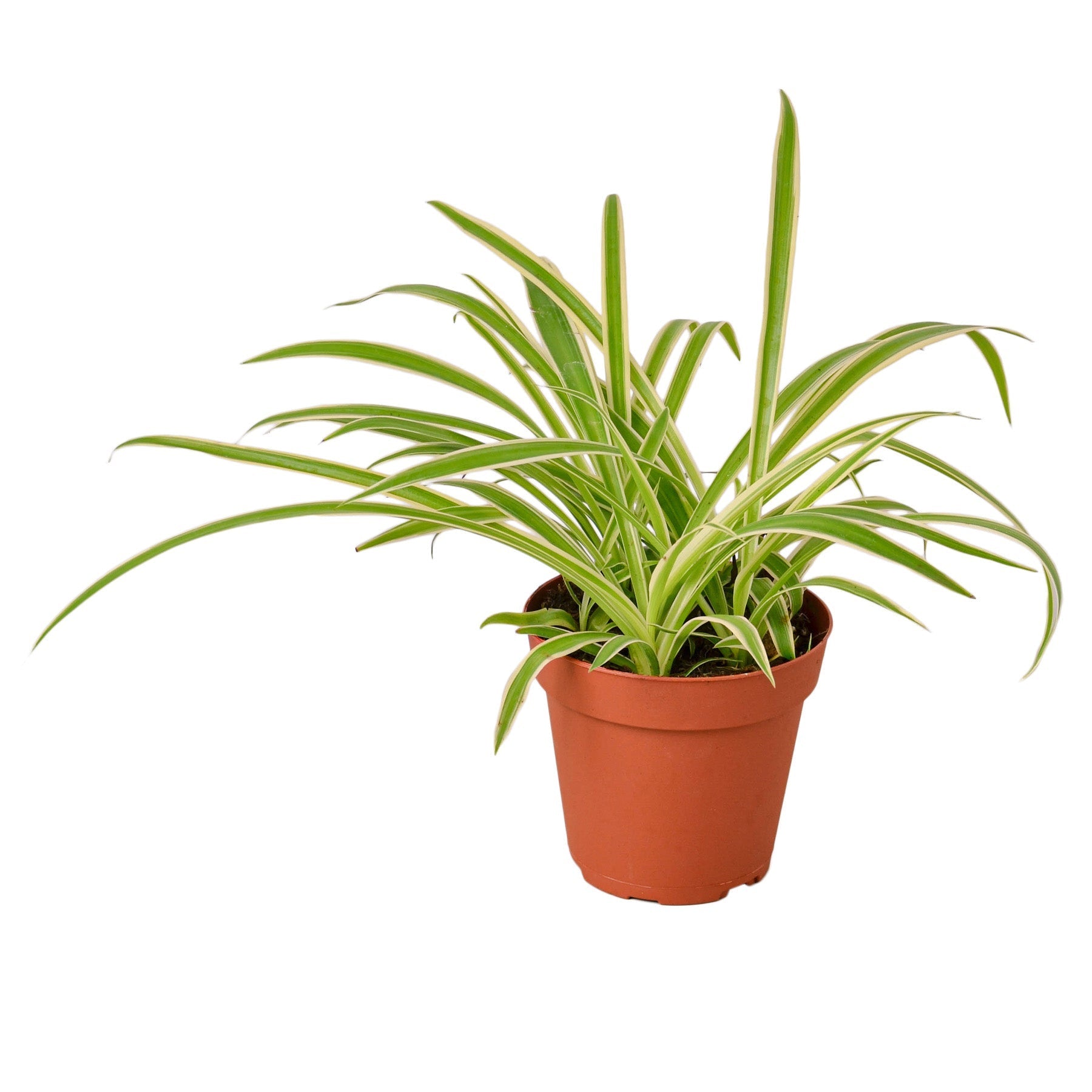 Reverse Spider Plant Live Indoor Plant (Chlorophytum comosum), Easy Care Houseplant for Home and Office Decor - Planty Love Co