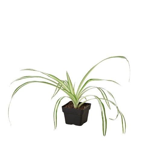 Reverse Spider Plant Live Indoor Plant (Chlorophytum comosum), Easy Care Houseplant for Home and Office Decor - Planty Love Co