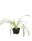 Reverse Spider Plant (Chlorophytum comosum)