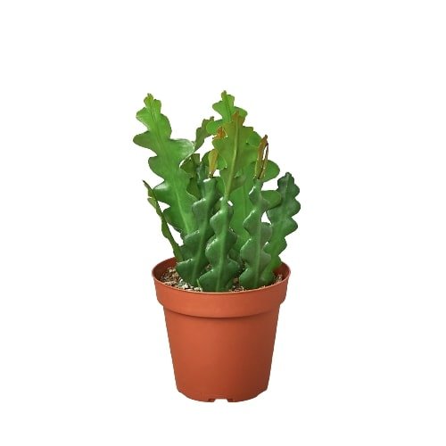 Ric Rac Cactus Live Indoor Plant (Selenicereus anthonyanus), Easy Care Trailing Fishbone Houseplant for Home and Office Decor - Planty Love Co