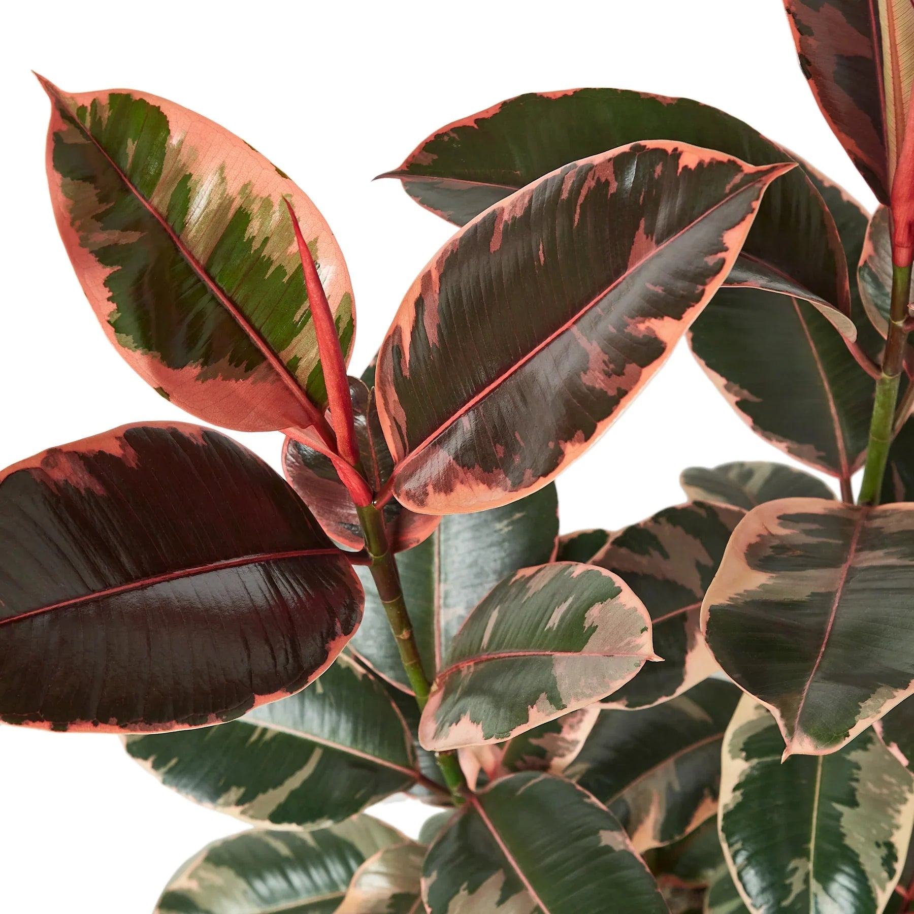Ruby Pink Rubber Plant Live Indoor Plant (Ficus elastica), Easy Care Colorful Foliage Houseplant for Home and Office Decor - Planty Love Co