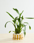 Saffron Low Striped Ceramic Planter with Saucer, 6.5 inch - Planty Love Co
