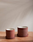 Salamanca Dotted Terracotta Planter with Saucer, 5.5 inch - Planty Love Co