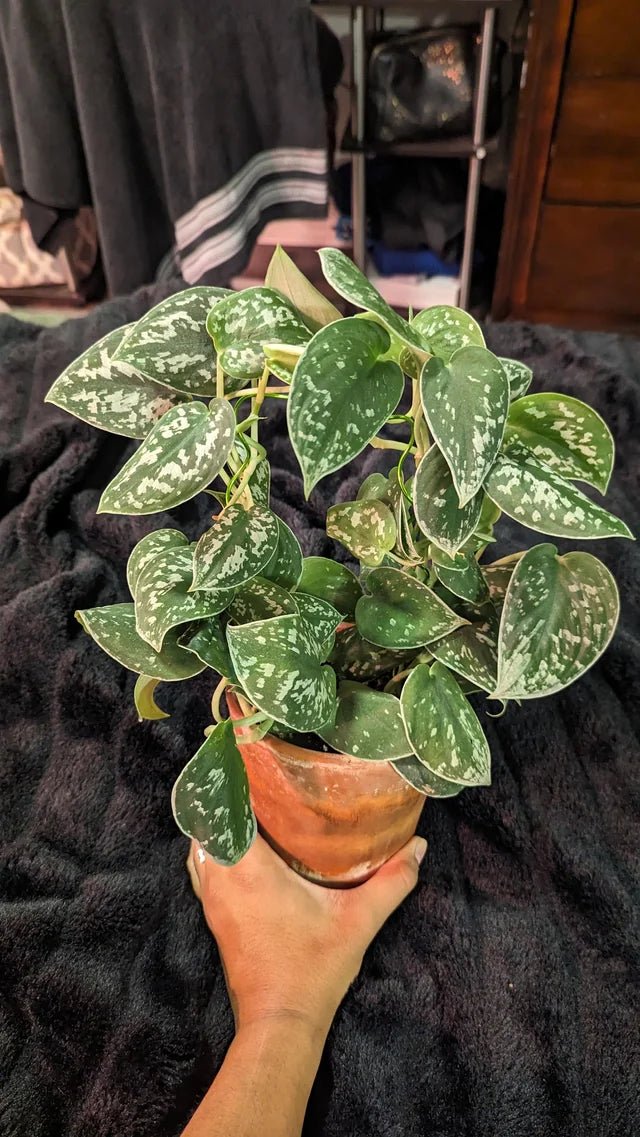 Satin Pothos (Scindapsus pictus) - Planty Love Co