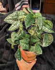 Satin Pothos (Scindapsus pictus) - Planty Love Co