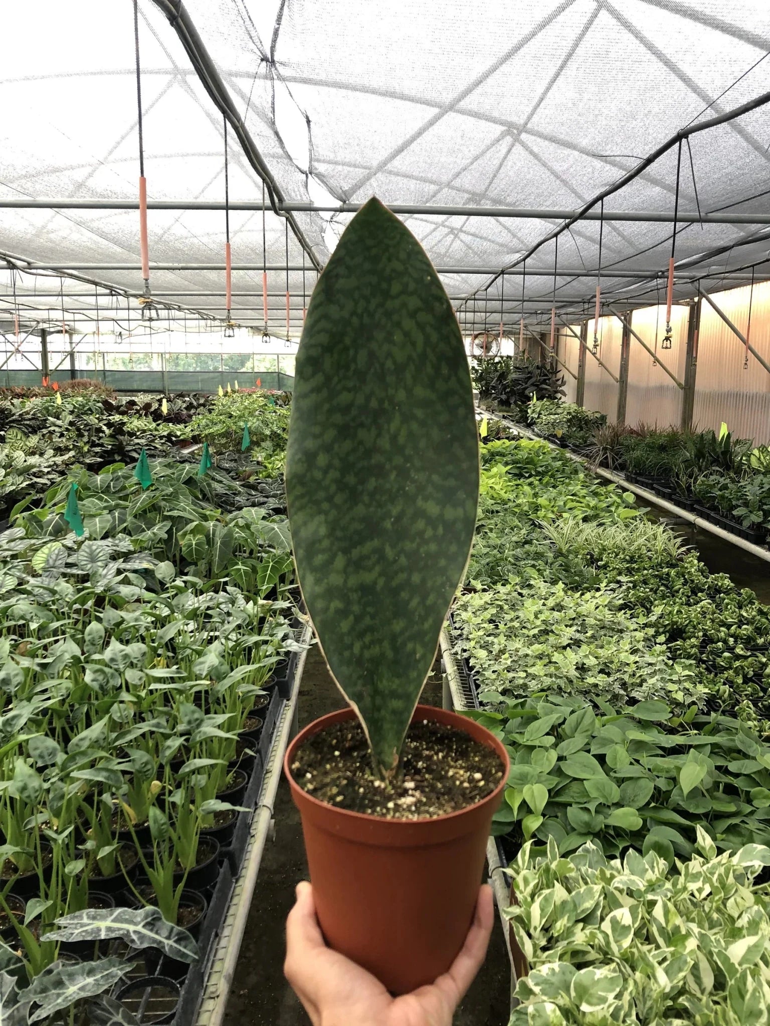 Shark Fin Snake Plant (Sansevieria masoniana) - Planty Love Co