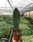 Shark Fin Snake Plant (Sansevieria masoniana) - Planty Love Co