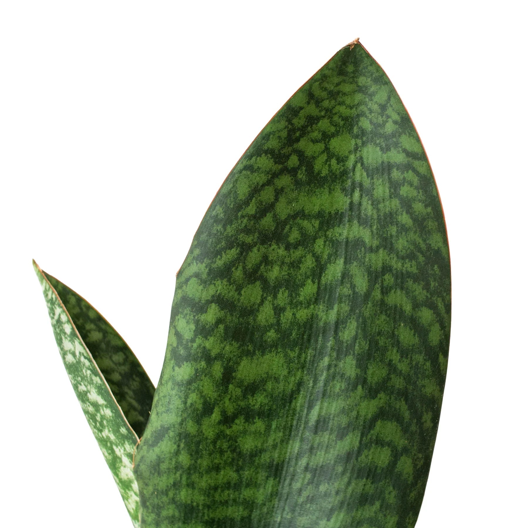 Shark Fin Snake Plant (Sansevieria masoniana) - Planty Love Co