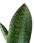Shark Fin Snake Plant (Sansevieria masoniana) - Planty Love Co