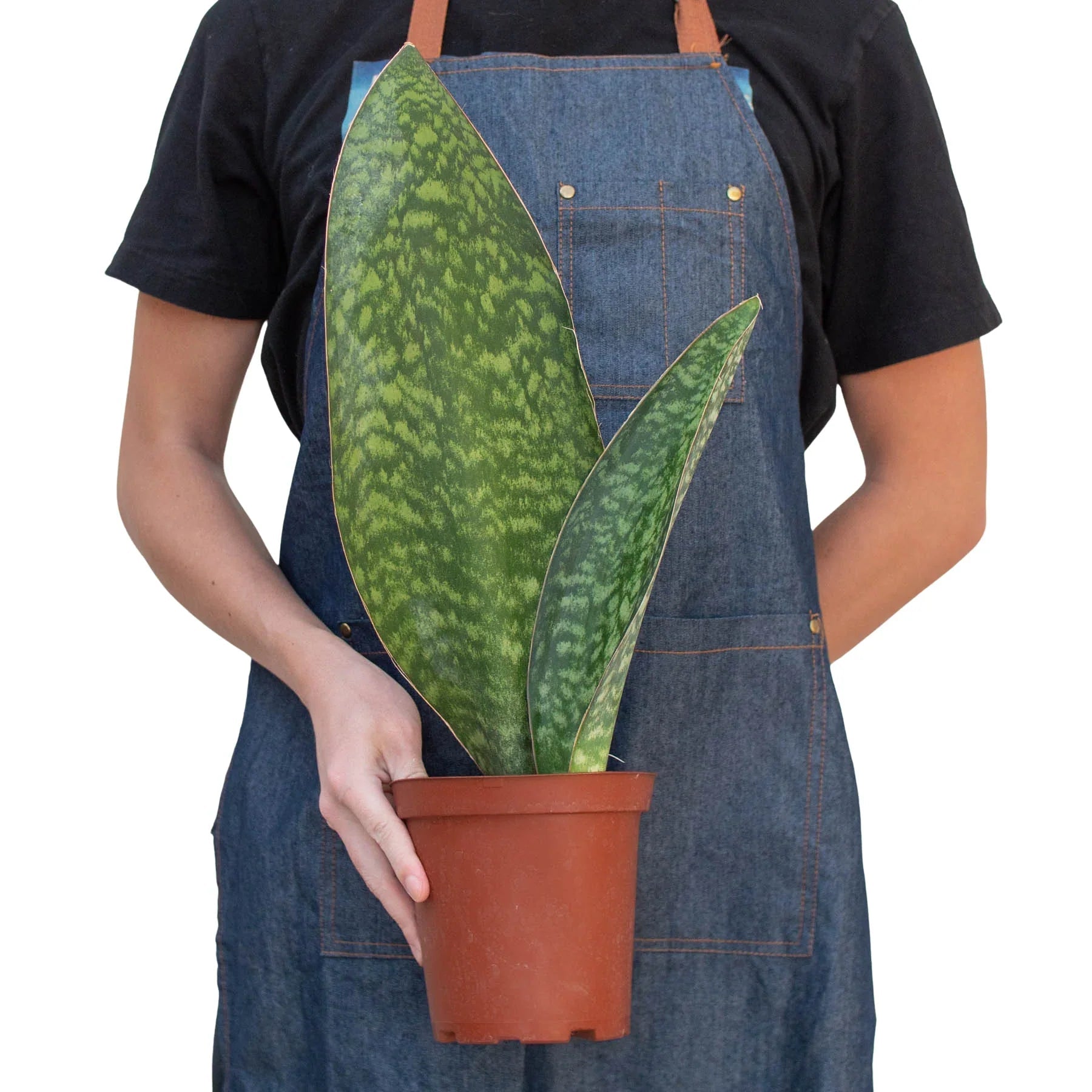 Shark Fin Snake Plant (Sansevieria masoniana) - Planty Love Co