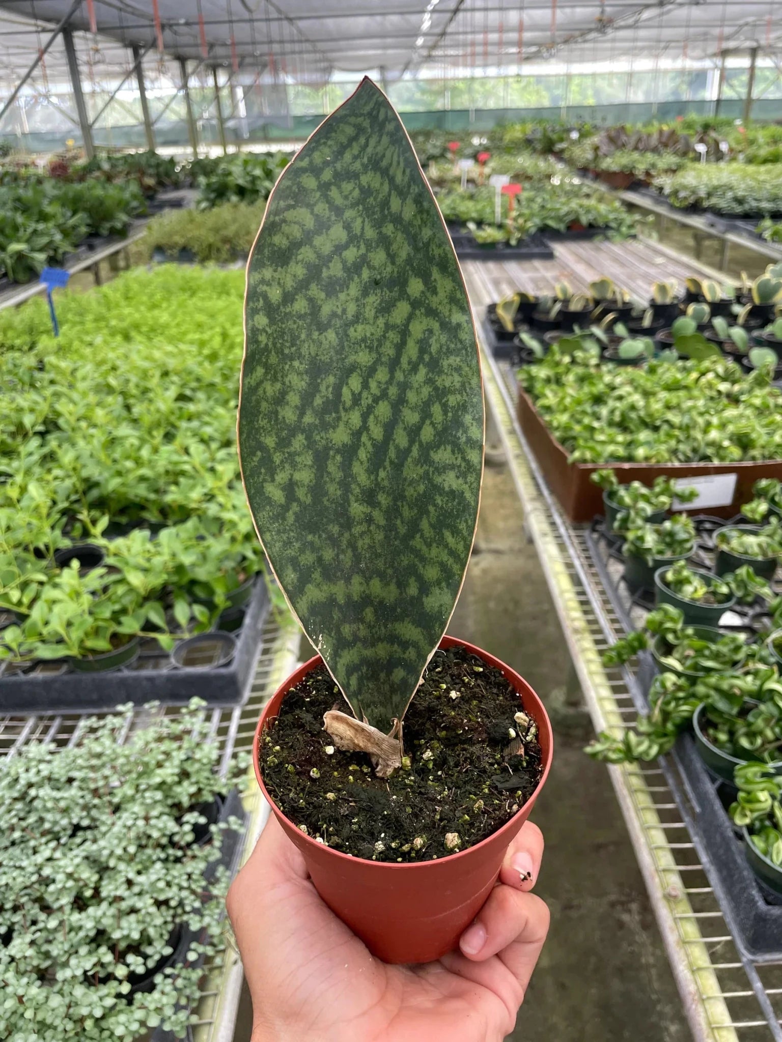 Shark Fin Snake Plant (Sansevieria masoniana) - Planty Love Co