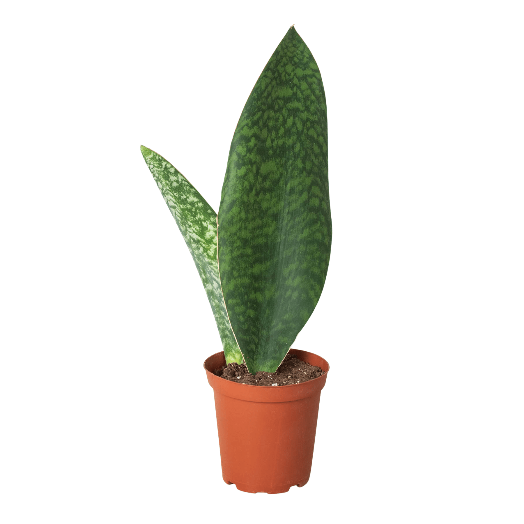Shark Fin Snake Plant (Sansevieria masoniana) - Planty Love Co