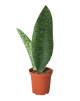 Shark Fin Snake Plant (Sansevieria masoniana) - Planty Love Co